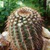 Notocactus _rutilans _01